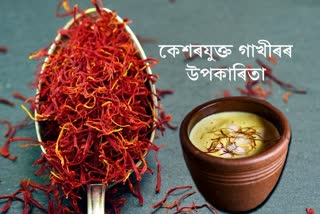 Drink saffron milk daily in winter you will get these 5 tremendous benefits for your health