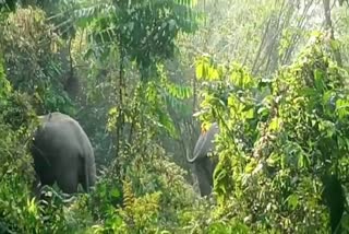 Elephant roam free in Nalbari