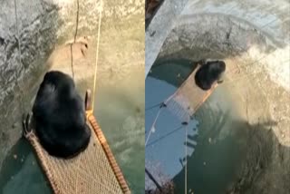 A bear fell into a well in maharashtra