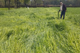 80 per cent crops damaged due to hailstorm in Udaipur