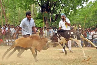 Time is needed to get information from the authorities about granting permission for Kidamuttu competition says Tamil Nadu Govt