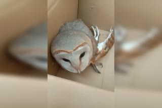 tumkur-rescue-of-injured-owl