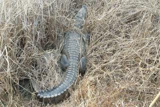 neemuch crocodile rescue