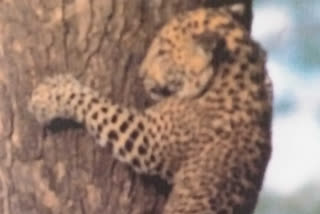 slow down campaign to catch leopard in Garhwa