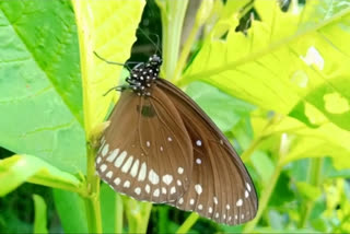 ramnagar butterfly