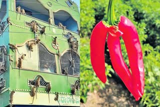 News in pics  Monkeys Troop on a building  Hyderabad news in photos  ಬಿಲ್ಡಿಂಗ್​​ ಹತ್ತಿದ ಮಂಗಗಳು  ತ್ರಿಶೂಲ​ ಆಕಾರದಲ್ಲಿ ಮೆಣಸಿನ ಕಾಯಿ  ಒಂದು ಫೋಟೋದಲ್ಲಿ ಸಾವಿರ ಪದಗಳು  ಸೆರೆ ಹಿಡಿದ ಫೋಟೋಗಳು  ಚಿತ್ರ ವಿಚಿತ್ರ ಘಟನೆಗಳು  ಬಿಲ್ಡಿಂಗ್​ ಹತ್ತಿದ ಮಂಗಗಳು  ಮರದಲ್ಲಿ ಬಾವಲಿಗಳ ಕಲರವ  ಹುಸೇನ್ ಸಾಗರದಲ್ಲಿ ಹಕ್ಕಿಗಳ ಮೋಜು ಮಸ್ತಿ  ತ್ರಿಶೂಲ ರೂಪದಲ್ಲಿ ಮೆಣಸಿನಕಾಯಿ  ಏಕತಾ ಮೂರ್ತಿಗೆ ಪ್ರಥಮ ವಾರ್ಷಿಕೋತ್ಸವ  ವೆಂಕಟೇಶ್ವರ ದೇವಸ್ಥಾನದಲ್ಲಿ ಬ್ರಹ್ಮೋತ್ಸವ