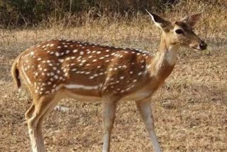 dogs killed a chital