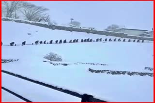 Snowfall in lahaul spiti