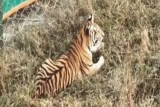 Tiger Cub died in Ranthambore