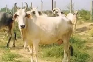bhopal iiser draft genomes of 4 Indian cow