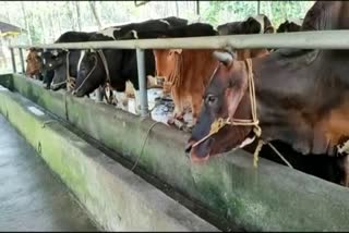 കോട്ടയം  KOTTAYAM LATEST NEWS  KOTTAYAM LOCAL NEWS  കാലിത്തീറ്റയിൽ നിന്ന് ഭക്ഷ്യവിഷബാധ  ഭക്ഷ്യവിഷബാധ  പാമ്പാടി  food poisoning from cattle feed  kottayam  cows are under treatment food poisoning
