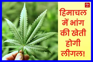CPS Sunder Singh Thakur on cannabis