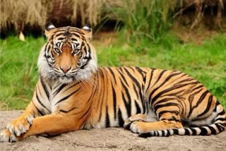 Tigress found dead in Ranthambore, Tigress T114 Death