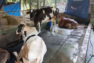 cow died of food poisoning  food poisoning cow death  kottayam  kottayam cow food poisoning  ഭക്ഷ്യവിഷബാധയേറ്റ പശു ചത്തു  കാലിത്തീറ്റ  കാലിത്തീറ്റയില്‍ നിന്ന് ഭക്ഷ്യ വിഷബാധ  കടുത്തുരുത്തി