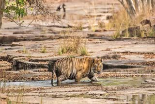 Panna Tiger Reserve tigress t1 died