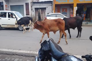 stray animals in himachal