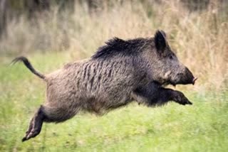 Farmer Killed in Wild Boar Attack; Another was Seriously Injured