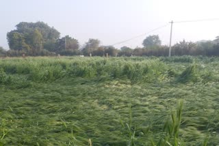 Rabi Crops Damaged in Bhilwara