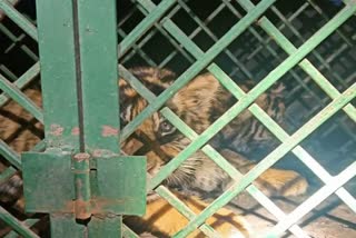 Tiger Cubs in Kota