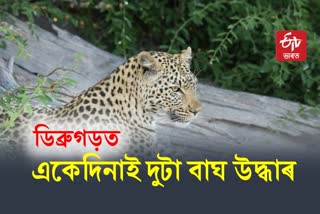 Leopard in Dibrugarh