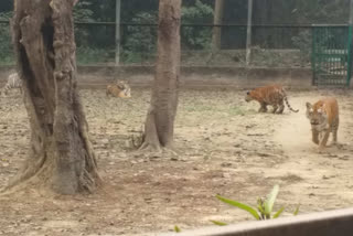 पटना जू में बाघ शावक की मौत