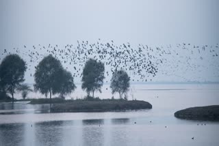 World Wetlands Day: પ્રકૃતિ માટે વેટલેન્ડ્સનું શું છે