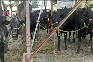 Cattle Smuggling in Rudrapur