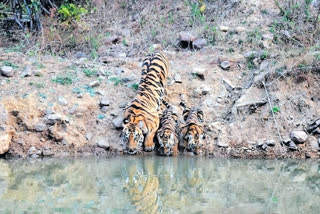 Junabai Tigress in Tadoba tiger reserve