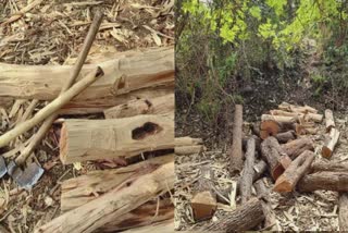 Navsari Crime : ગેરકાયદેસર ખેરના લાકડાનો જથ્થો ઝડપાયો, આરોપીઓ અદ્રશ્ય