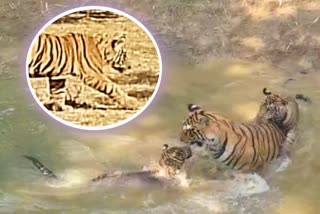 Tiger Cub died in Bilaspur