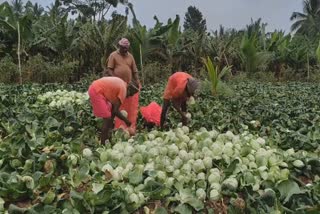 முட்டைக்கோஸ் கிலோ ரூ.1... விவசாயிகள் கவலை