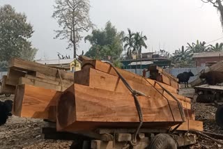 Smuggled timber seized at Ripu Chirang Forest