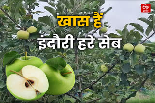 indore green apple production