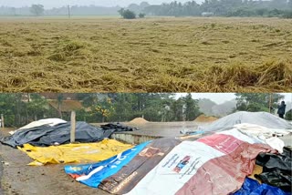 Farmers are distressed as the paddy stored at the paddy procurement station gets wet in the rain