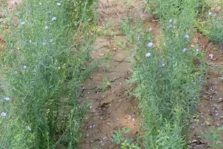 Cultivated linseed