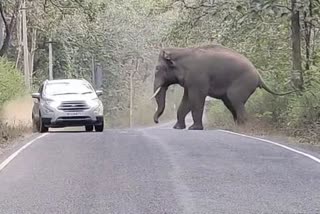 car-driver-blocked-by-elephant-rider-narrowly-escapes