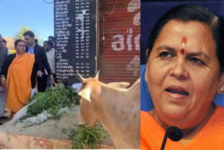 Uma Bharti ties stray cows in front of liquor shop in MP's Orchha town