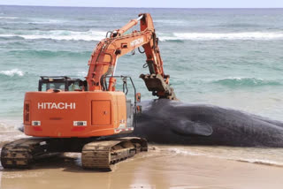 Hawaii whale dies with fishing nets