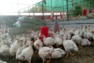 Kannur poultry farmers crisis  poultry farmers in crisis due to Food poisoning  Food poisoning and bird flu  Food poisoning and bird flu affected poultry farm  bird flu in poultry farm  ഭക്ഷ്യ വിഷബാധയും പക്ഷിപ്പനിയും  ഇറച്ചി കോഴി കര്‍ഷകര്‍ പ്രതിസന്ധിയില്‍  ഇറച്ചി കോഴി കര്‍ഷകര്‍  കേരളത്തിലെ ഇറച്ചി കോഴി കര്‍ഷകര്‍