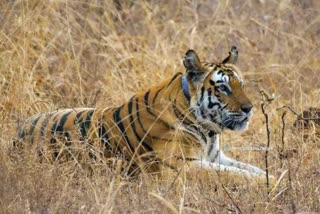 Tigress P 151 gave birth to four cubs