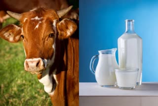 What is the difference between A1 and A2 milk Know which milk is better