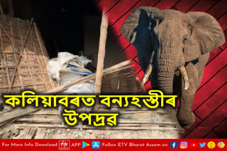 Wild elephants break down houses in Kaliabor