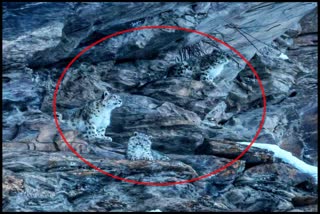 Snow Leopard in Lahaul Valley