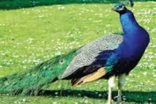 Peacock died in Kanan Pendari Zoo