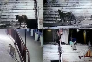 Leopard seen in Maa Bamleshwari temple