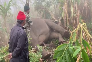 Elephant found dead in Idukki  കാട്ടാന ചെരിഞ്ഞ നിലയില്‍  അരികൊമ്പന്‍  വനംവകുപ്പ്  ബിഎല്‍ റാവിൽ കാട്ടാനയെ ചെരിഞ്ഞ നിലയില്‍  Arikompan atrocities  Man elephant conflict in Idukki