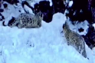 snow-leopards-seen-in-lahaul-valley-himachal-pradesh