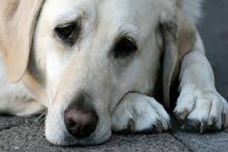 Dehradun Dog Killed Case