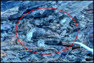 Three snow leopards spotted in Himachal's Lahaul valley