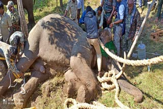 A captive forest elephant